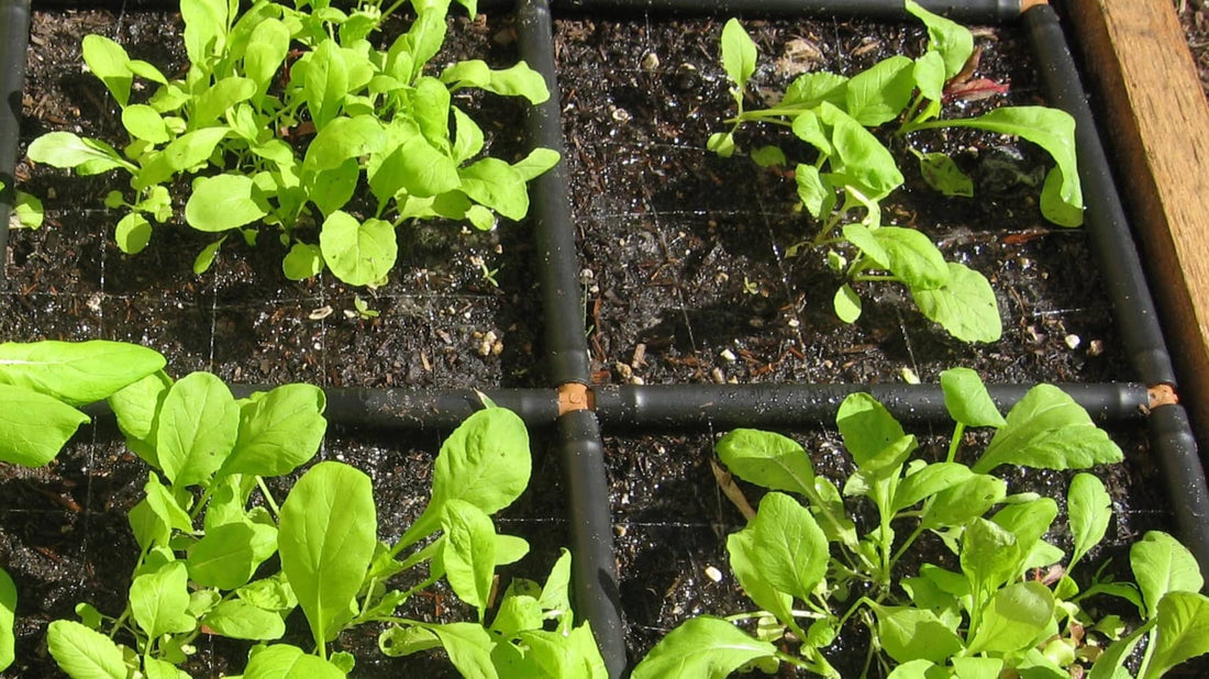 Square Foot Gardening Spacing - How does it work?