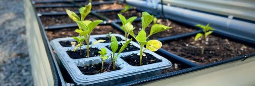 How & When To Transplant Seedlings From Seed Trays