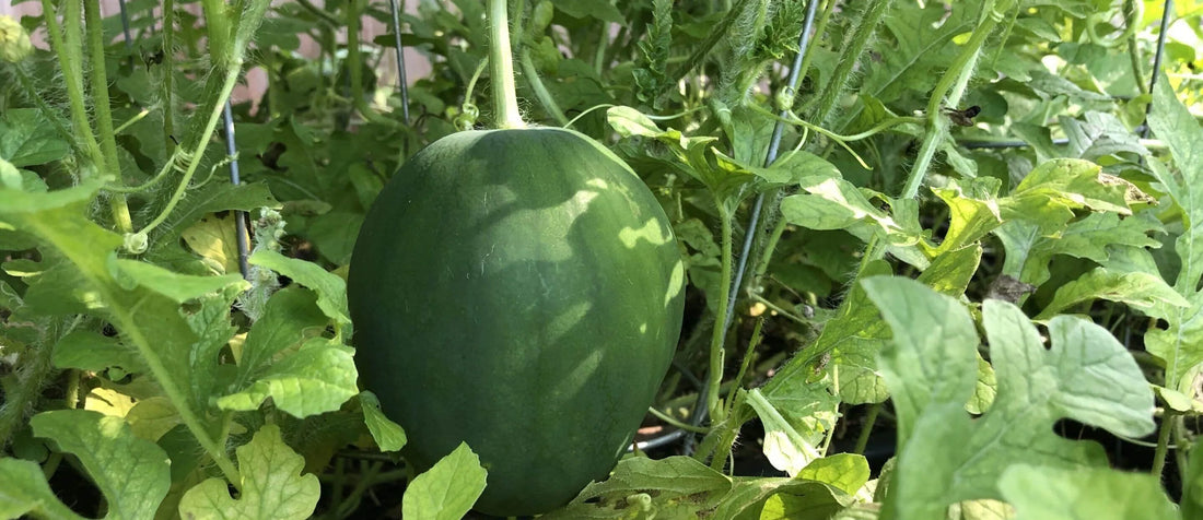 Growing Watermelon Vertically & On Ground