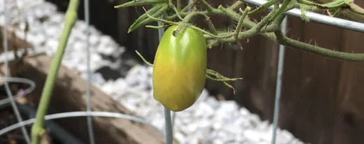 Tomatoes - Can You Pick Them When They're Green? When & Why You Would.