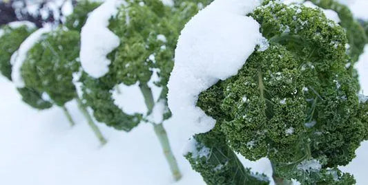 13 Frost Tolerant Plants to Grow when it's Cold