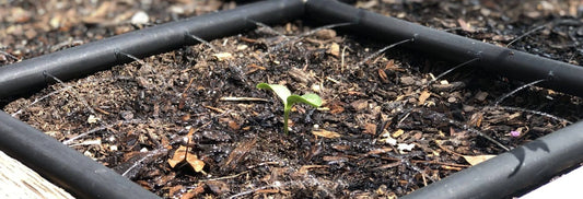 Seeds & Seedlings Need Frequent Watering To Live