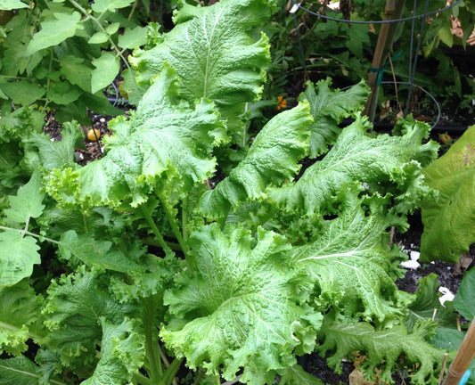 Mustard Greens in Our Garden - Easy Growing Episode #5