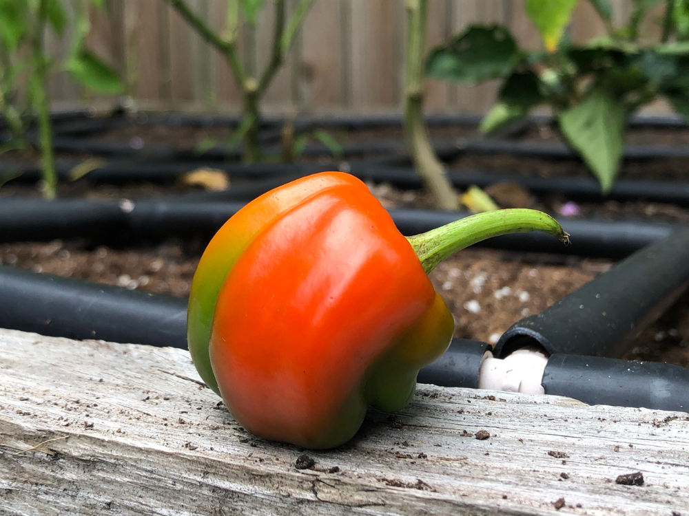 Bell pepper heat stress misshapen peppers small