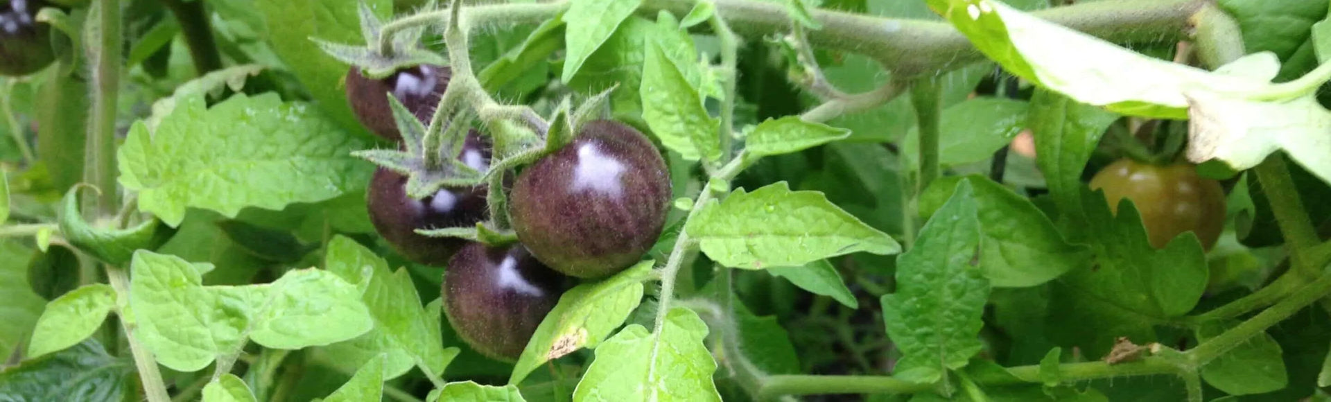 Growing Tomatoes In Fall? Zones 8-11 Can  Garden In Minutes