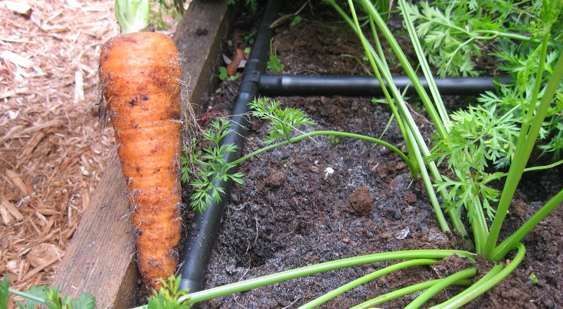 Growing Carrots In Your Raised Garden