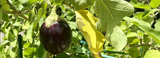 Results From Overwintering Eggplant