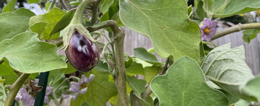 Why Eggplants Stop Growing & What To Do