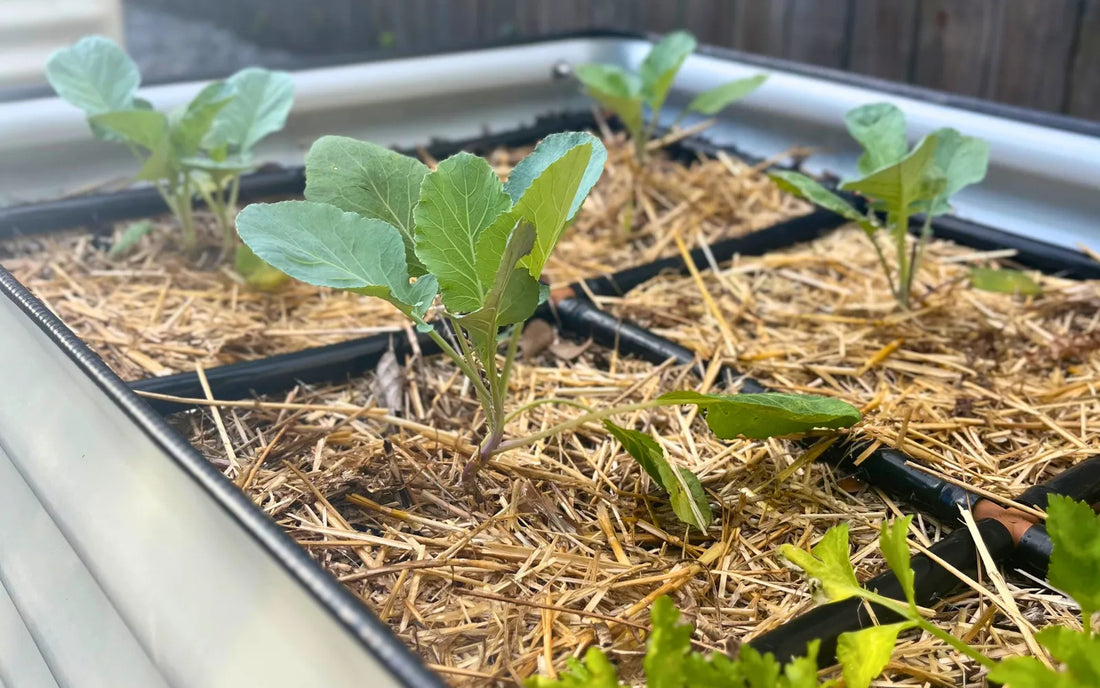 Mulch Above Or Below The Garden Grid™? Plus, Why Mulch Can Help.