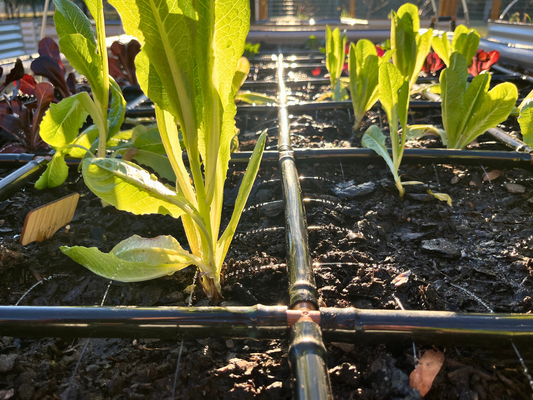 5 Ways to Keep Your Fall Garden Producing
