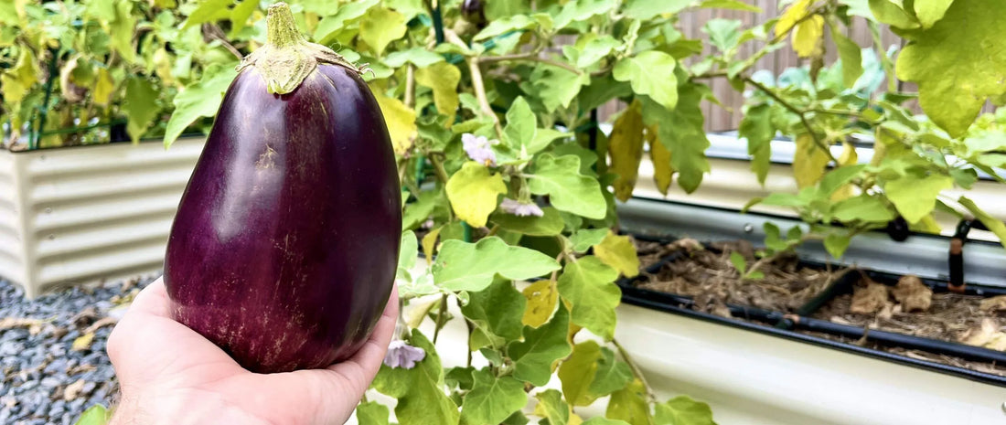 Growing Eggplant As A Perennial? Here's How