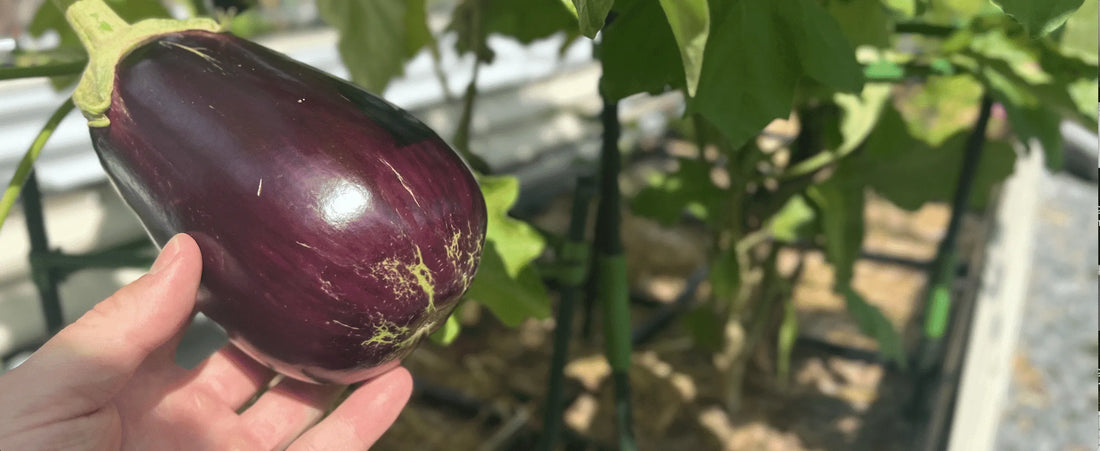 Growing Fall & Winter Eggplant - Many Gardeners Can