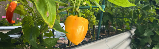 Why You Shouldn't Let Peppers Ripen On The Plant