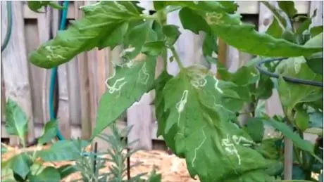 Dealing with Leaf Miners - Easy Growing Episode #4