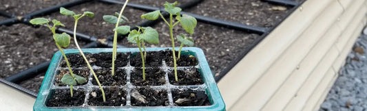 Leggy Seedlings - Why It Happens & What To Do