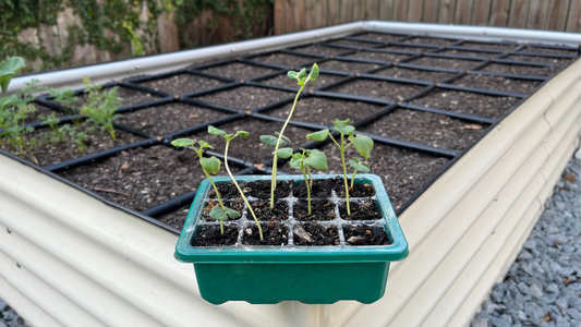 Leggy Seedlings What To Do