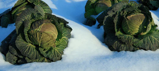 Garden Frost Protection Tips