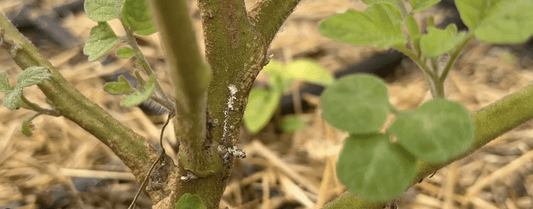 White Mold. Spotting It & What To Do.