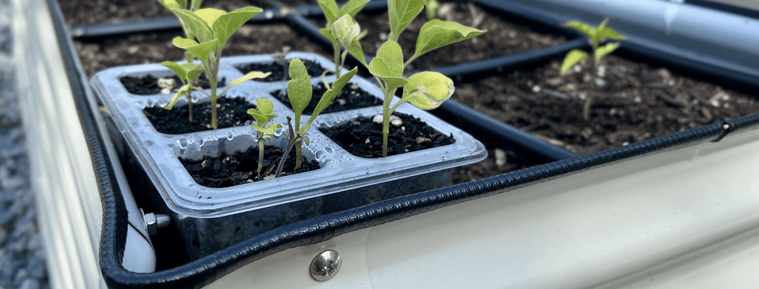 How to Thin or Save & Transplant Seedlings