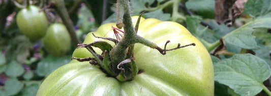 Indeterminate Tomato Growing Tips - Fall Gardening Zones 8b to 10