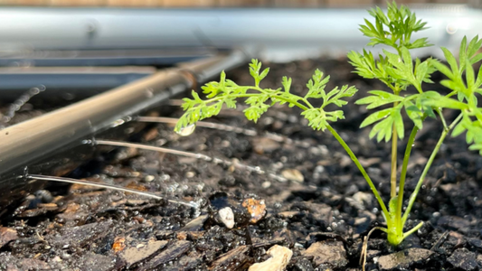 Extra Planting Space - Garden Grid™ Trick