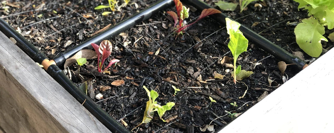 Swiss Chard Plant Spacing & Growing Tips