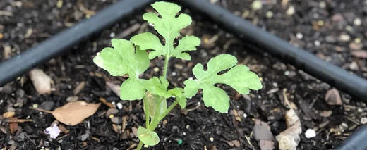 A Look Inside Our Summer of '22 Garden