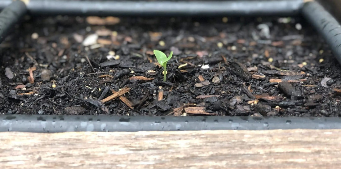 Watermelon in The Garden Grid™ - Spacing & Tips