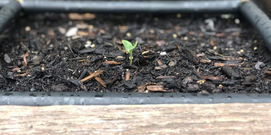 Watermelon in The Garden Grid™ - Spacing & Tips