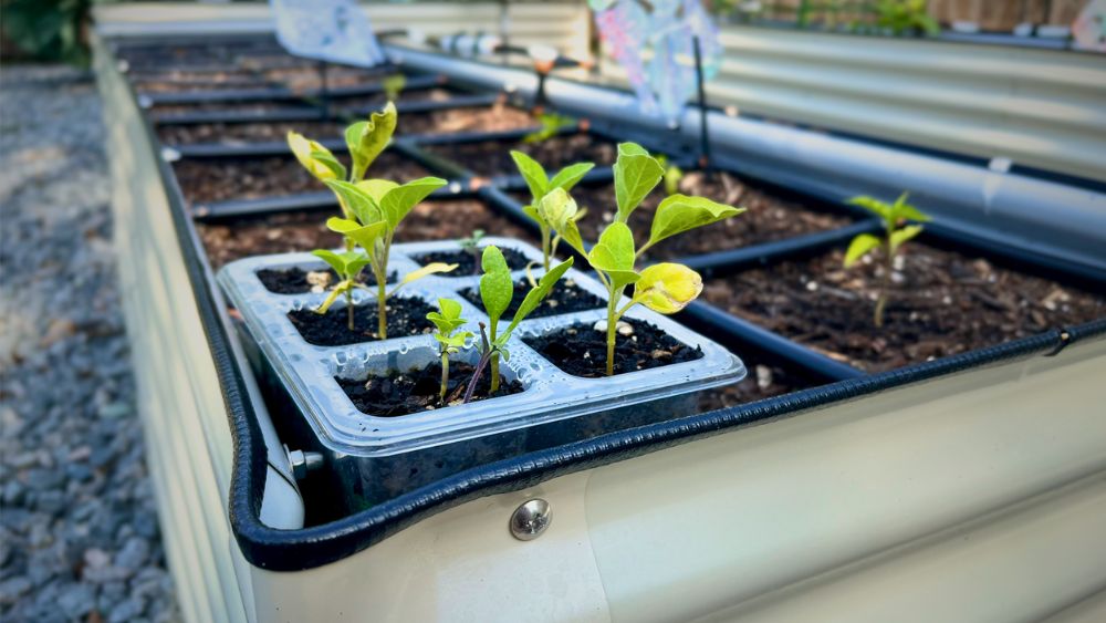 How to Thin or Save & Transplant Seedlings
