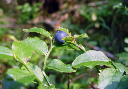 Blueberry Mojito Recipe