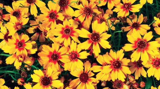 10 Best Fall Garden Plants To Grow