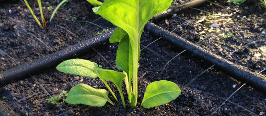 How Long Will The Garden Grid™ Last?