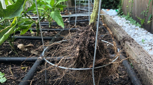 🍅 Signs Your Tomato Plants Are Done & Ready to Be Replaced