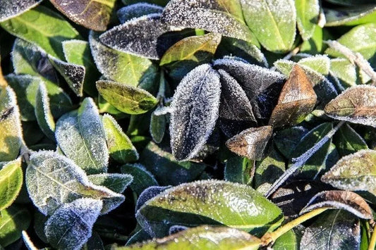 Winterize Your Garden to Prepare it for Spring - 3 Steps