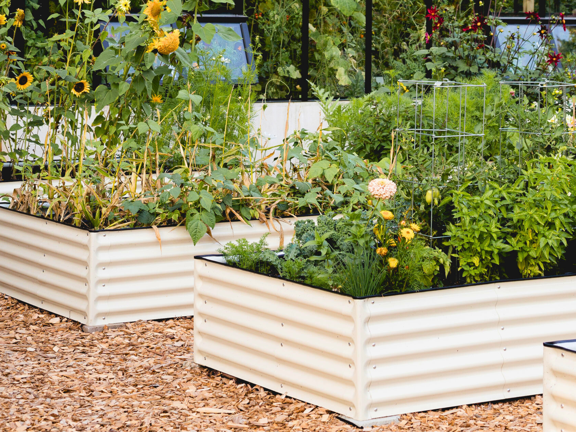 Raised garden beds with sunflowers, tomatoes, and other plants growing in them