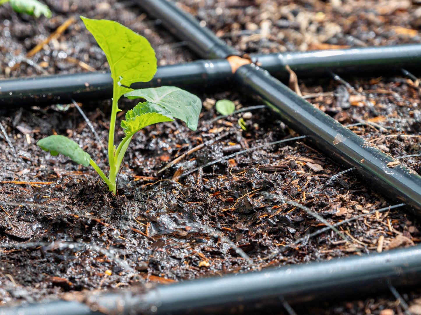 Garden Grid Watering Plants