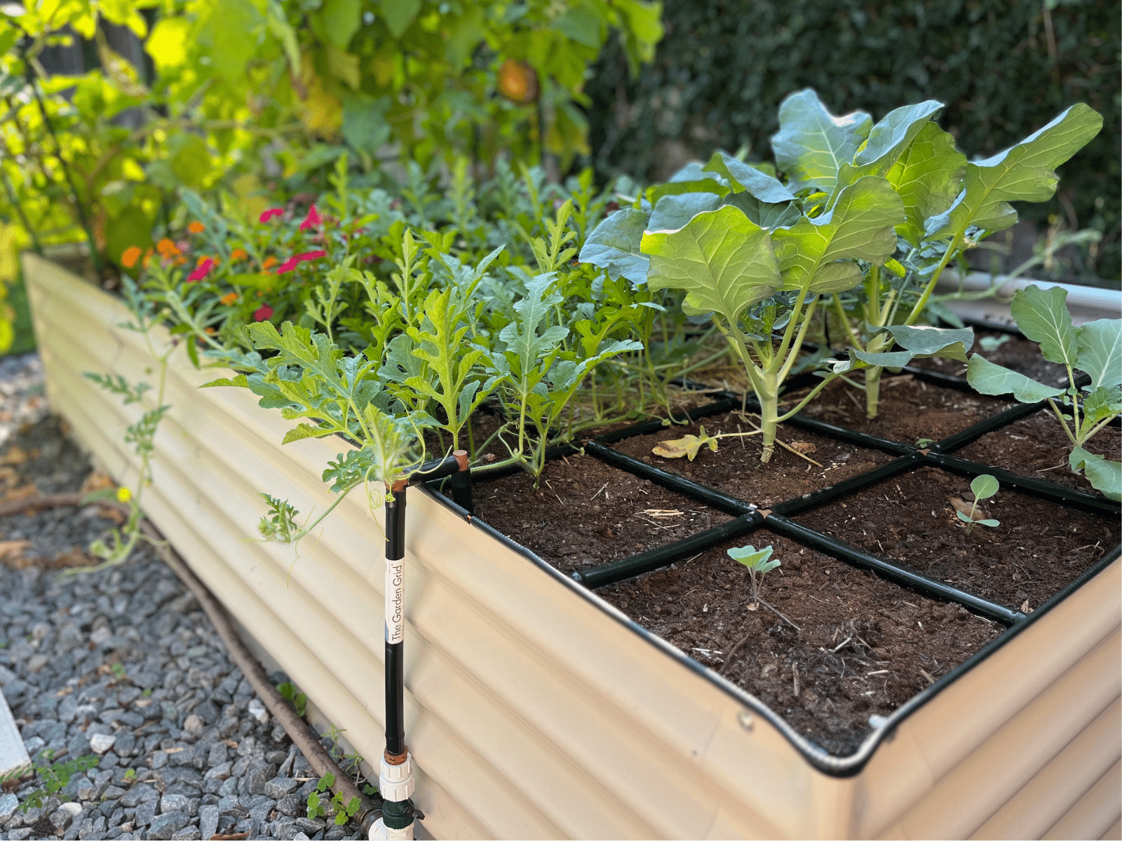 Garden Grid or Raised Garden Bundle - Secondary Image Watering w_ Plants