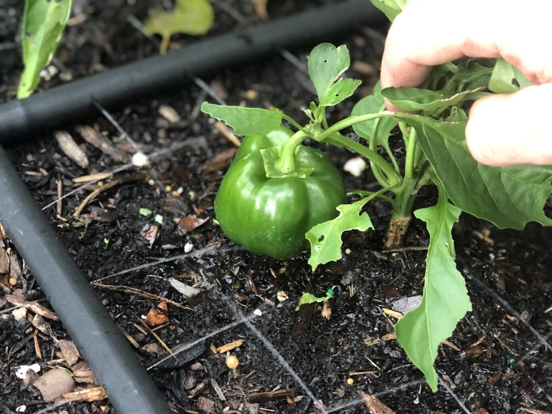 Garden Grid watering system Bell Pepper Square Foot Garden Raised Bed