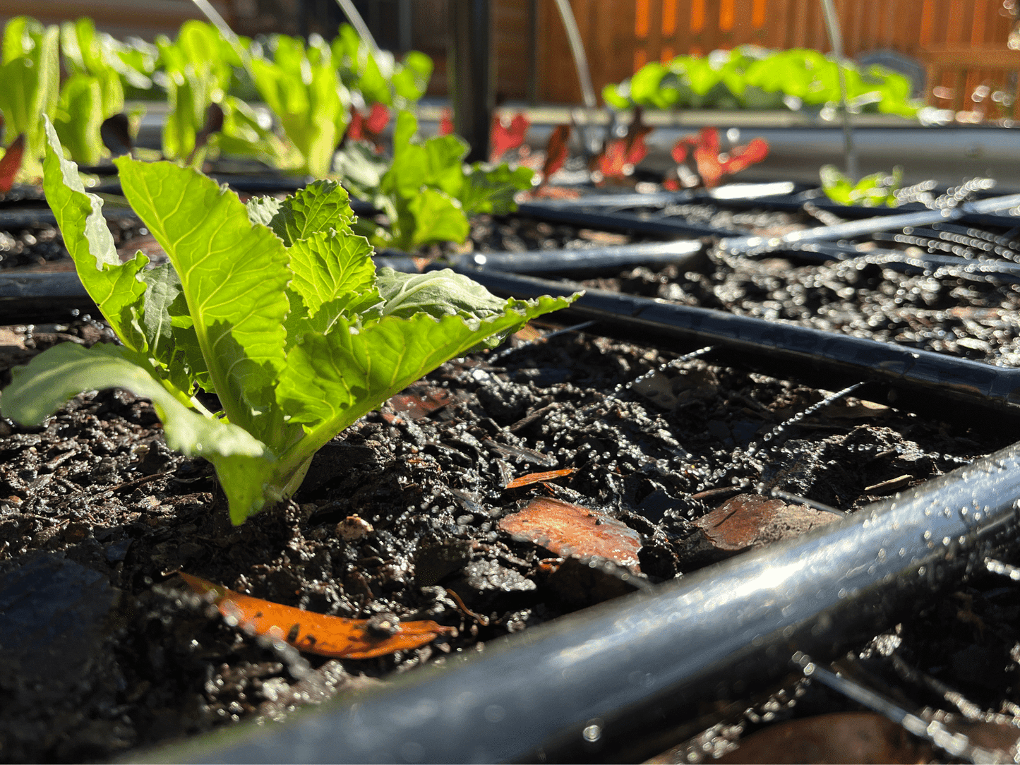 Raised Garden Bundle Garden Grid Watering