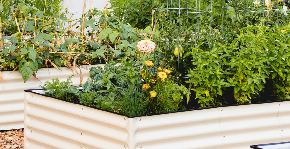 Raised garden beds with plants and flowers in a garden setting