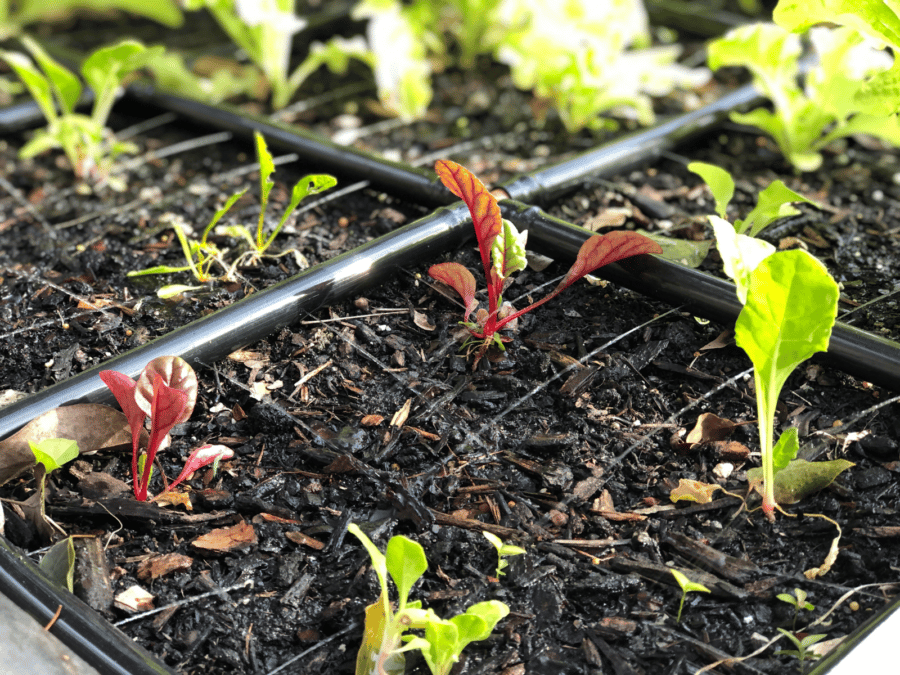 The Garden Grid watering swiss chard seedlings