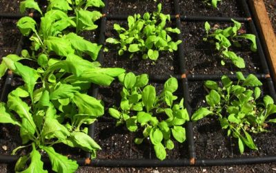 Square Foot Gardening Spacing – How does it work?