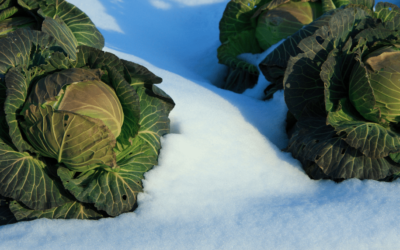 Garden Frost Protection Tips