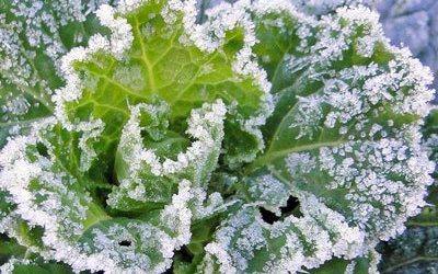 Garden Frost Protection Tips
