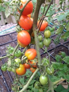 Grape Tomato for Insalata Caprese
