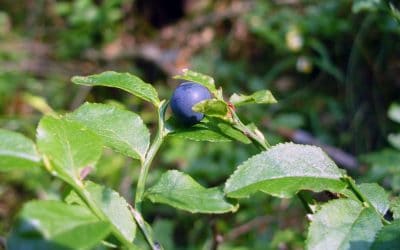 Blueberry Mojito Recipe