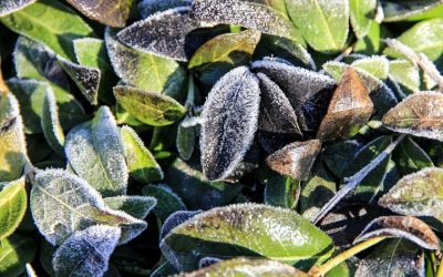 Winterize Your Garden to Prepare it for Spring – 3 Steps