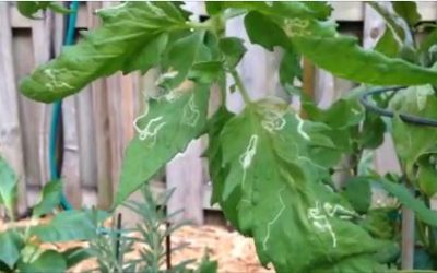 Dealing with Leaf Miners – Easy Growing Episode #4