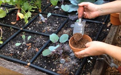 Amending Garden Bed Soil when Full – Easy Growing Episode #6